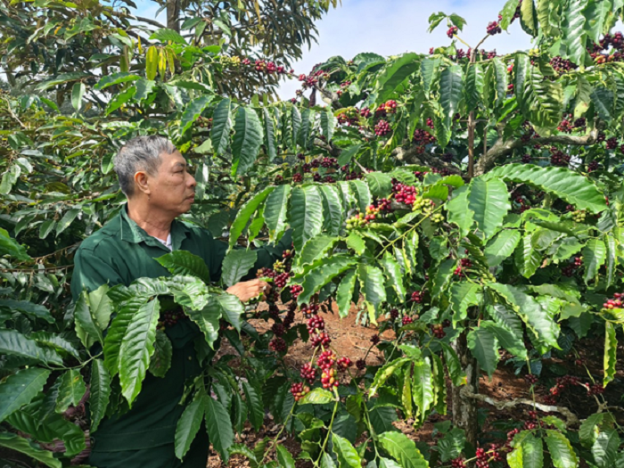 Cuu chien binh Nguyen Thanh Quang phat trien kinh te tu mo hinh tong hop 2
